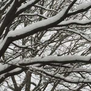 Branches with snow copyright Nancy Noll Kolinski